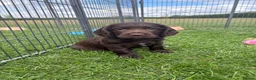 Sprocker dogs for sale: Fully Health Tested F1 Sprocker Spaniels - Advert 9