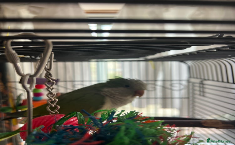 Parrots birds - Advert 1