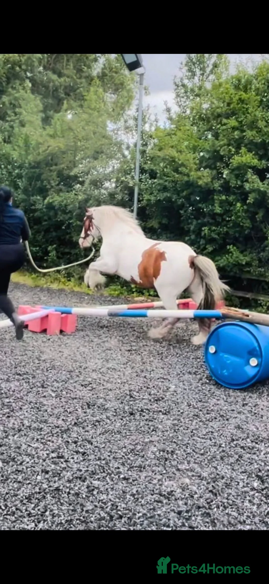Irish Cob horses for sale: 13'3/ 14h Skewbalds 6 yr gelding for sale in York - Advert 8
