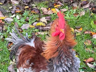 Chickens poultry 2 x 5 month old medium cockerels - Advert 1