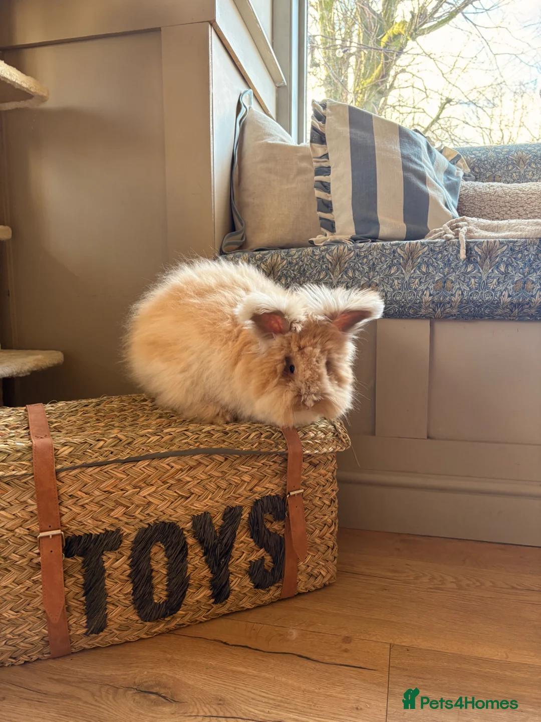 Angora rabbits for sale: Beautiful female angora rabbit  - Advert 1