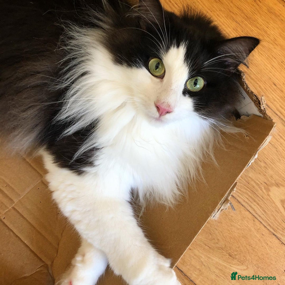 Norwegian Forest Cat cats for sale: Cuddly male Norwegian looking for forever home - Image 13