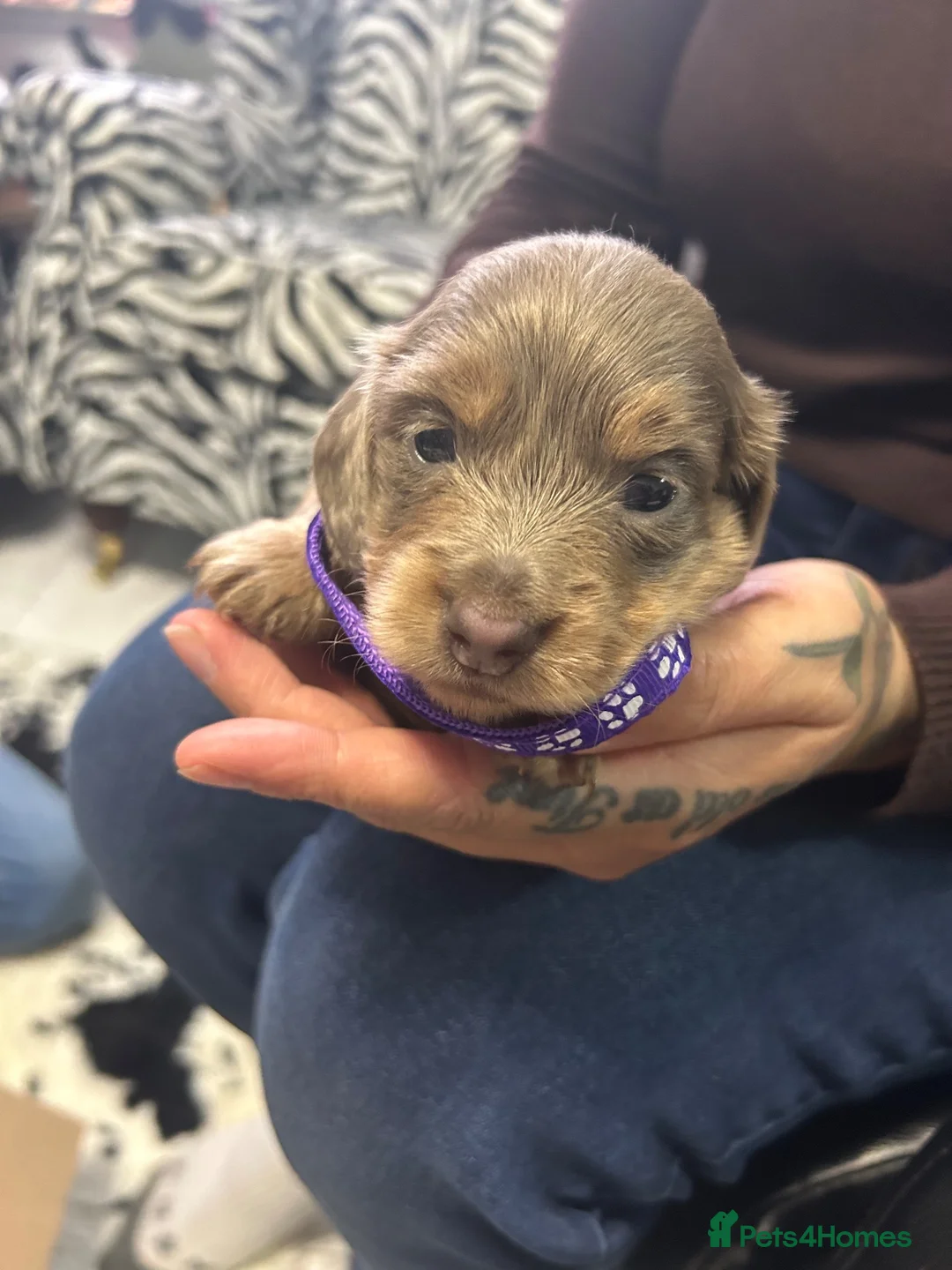 Miniature Dachshund dogs for sale: BEAUTIFUL MINIATURE DACHSHUND PUPPIES - Advert 21