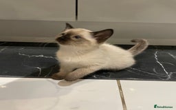 Mixed Breed cats for sale: Little siamese looking girl  - Image 2