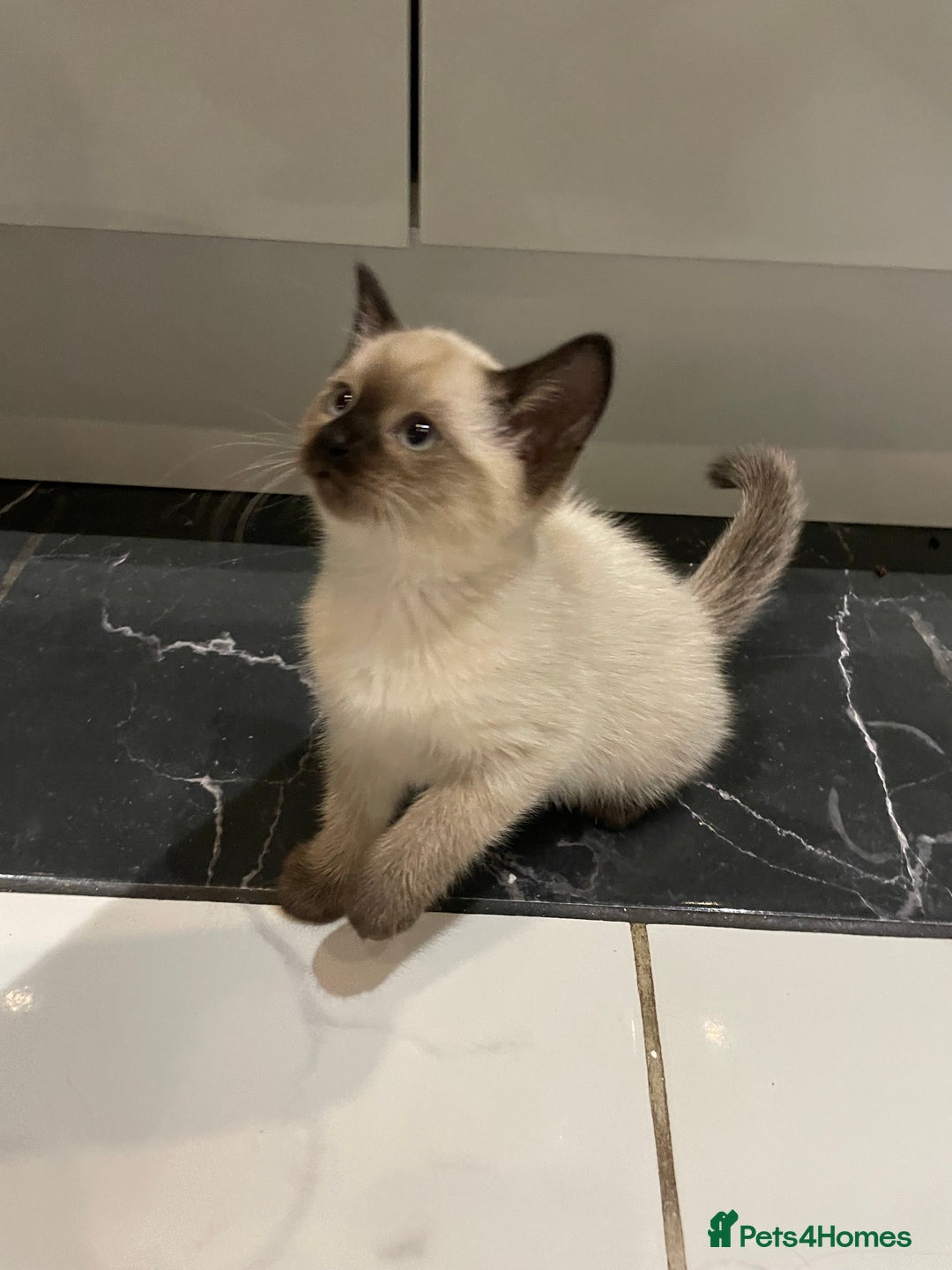 Mixed Breed cats for sale: Little siamese looking girl  - Image 2