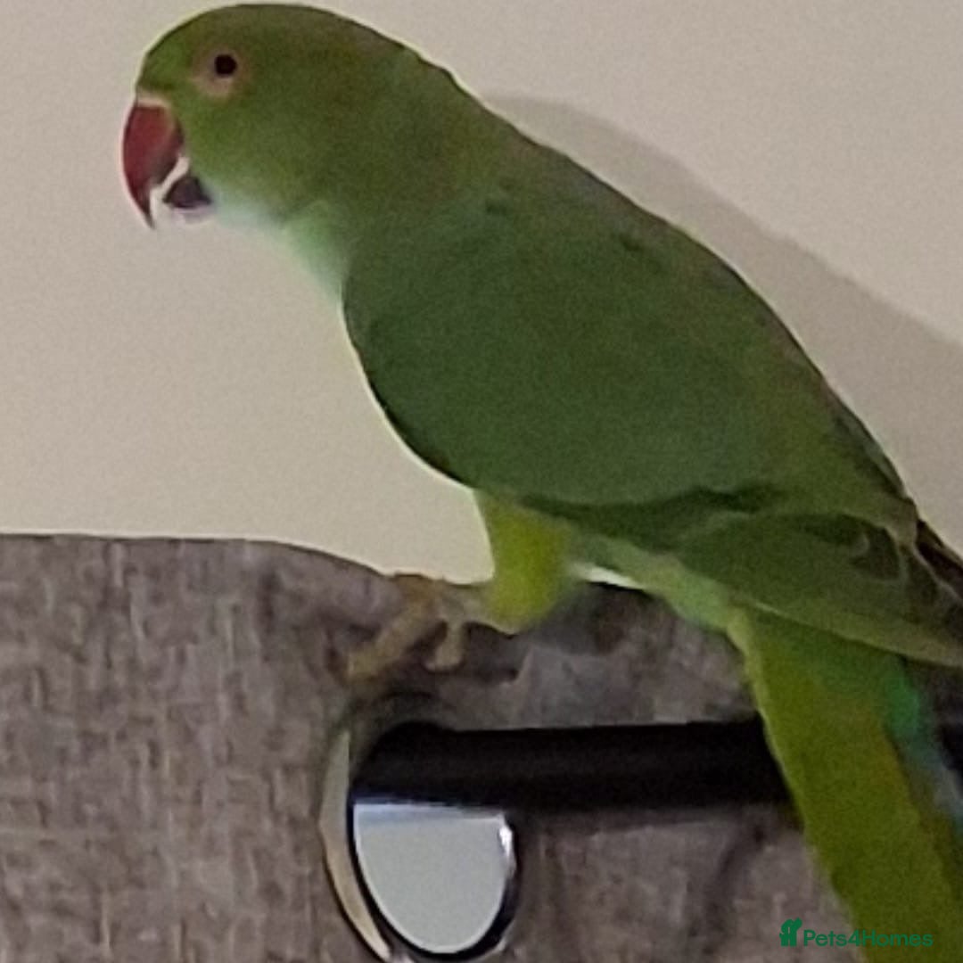 Ringnecks birds Redneck - Advert 1