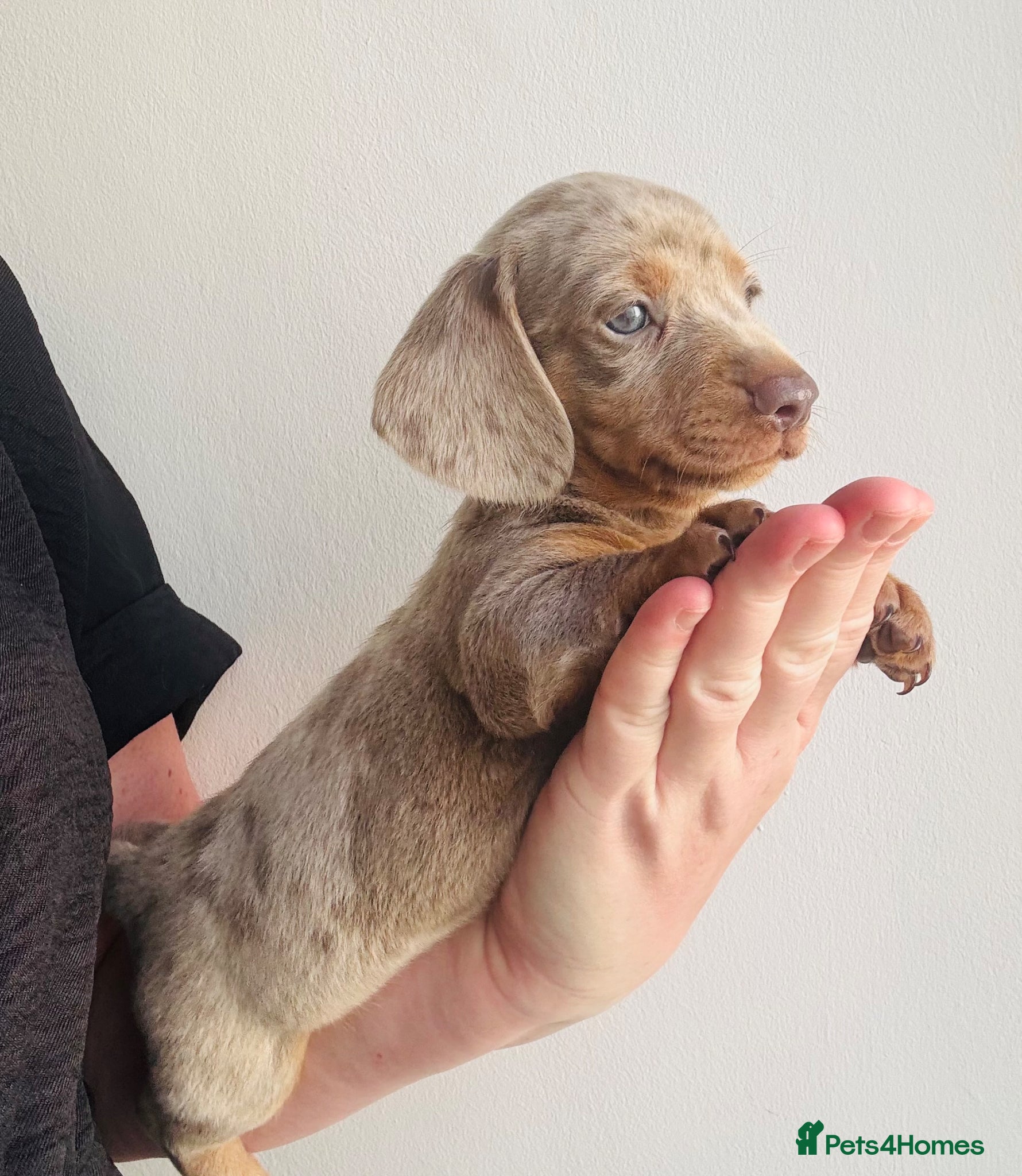 Miniature Dachshund dogs Miniature dachshund - Advert 5