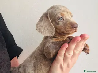 Miniature Dachshund dogs Miniature dachshund - Advert 18