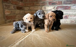 Cockapoo dogs for sale: Cockapoo puppies - Image 2