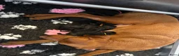 Labrador Retriever dogs for sale: Rosie's Litter Of Black Puppies - Advert 7