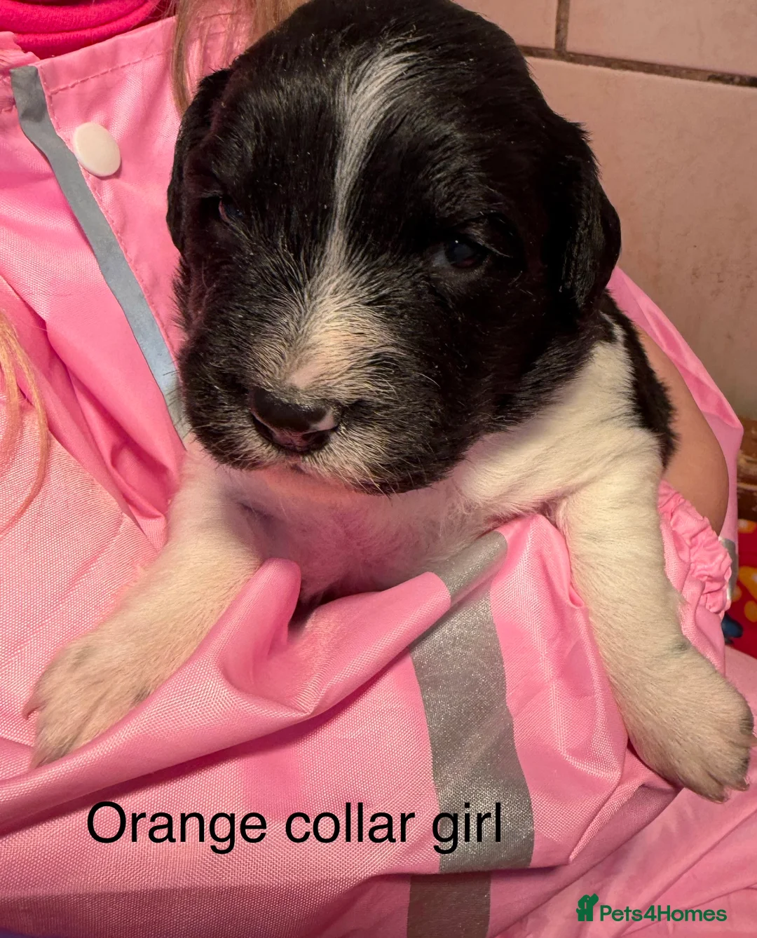 Sprollie dogs for sale: Sprollie puppies from experienced breeder - Advert 14