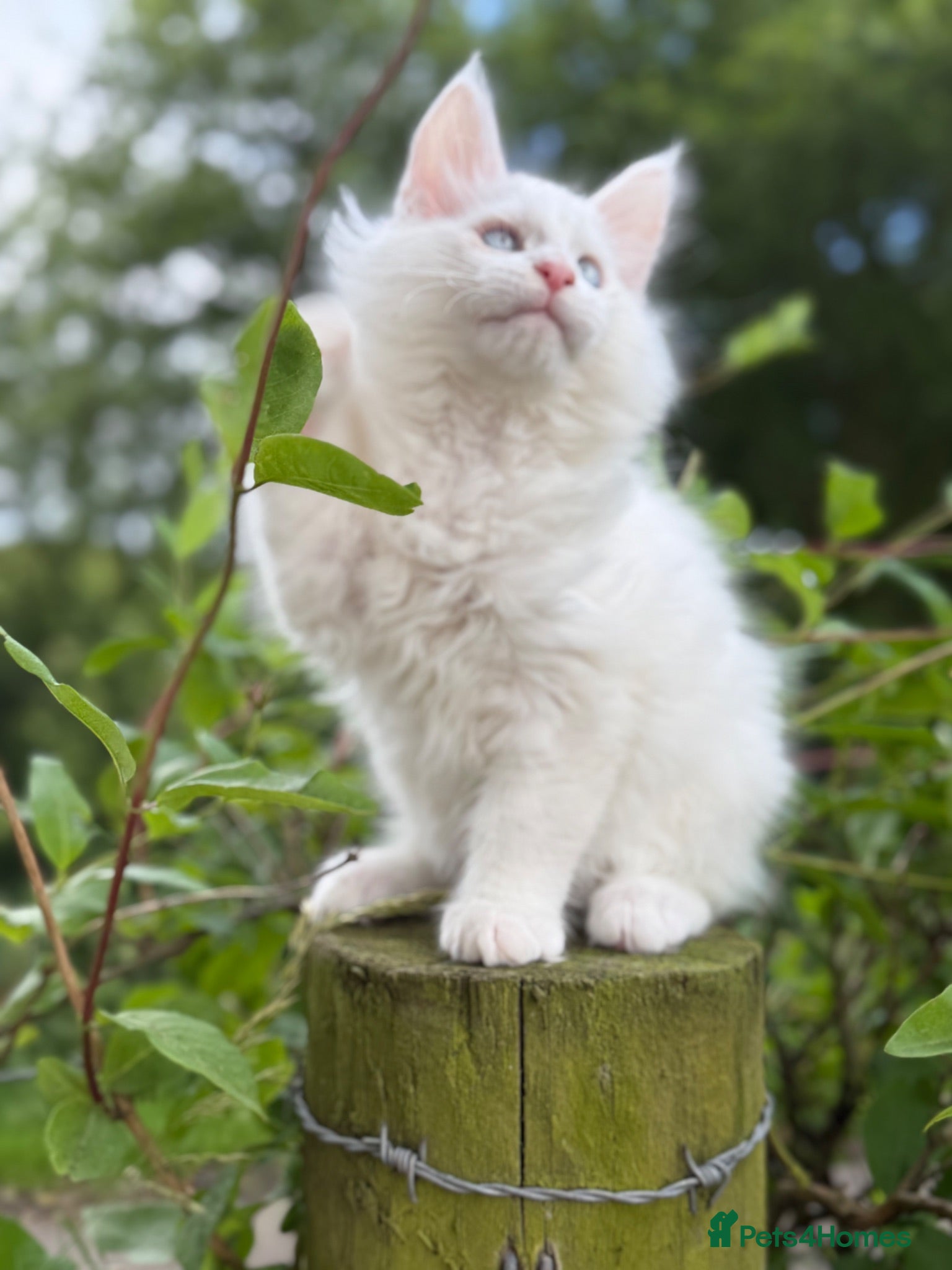 Maine Coon cats We have 1 white blue eyed boy available .  - Advert 2