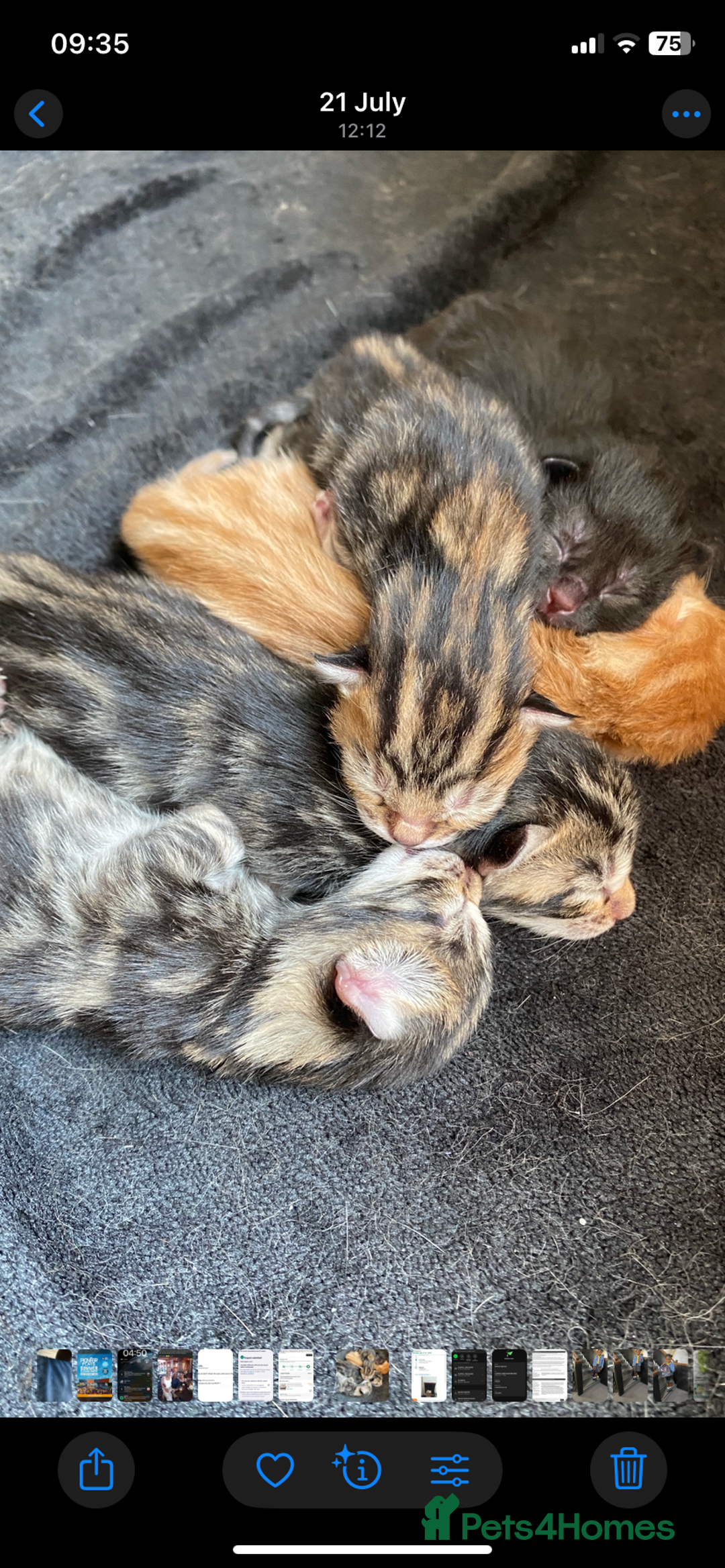 Mixed Breed cats for sale: Gorgeous Kittens - Image 2