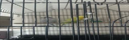 Budgerigars birds for sale: Cute budgies - Advert 2