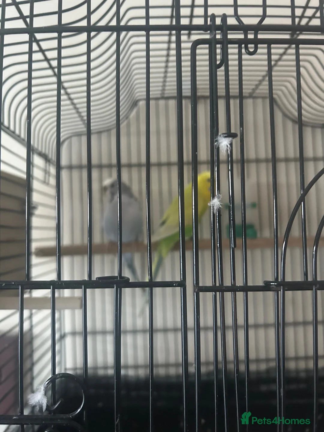 Budgerigars birds for sale: Cute budgies - Advert 2