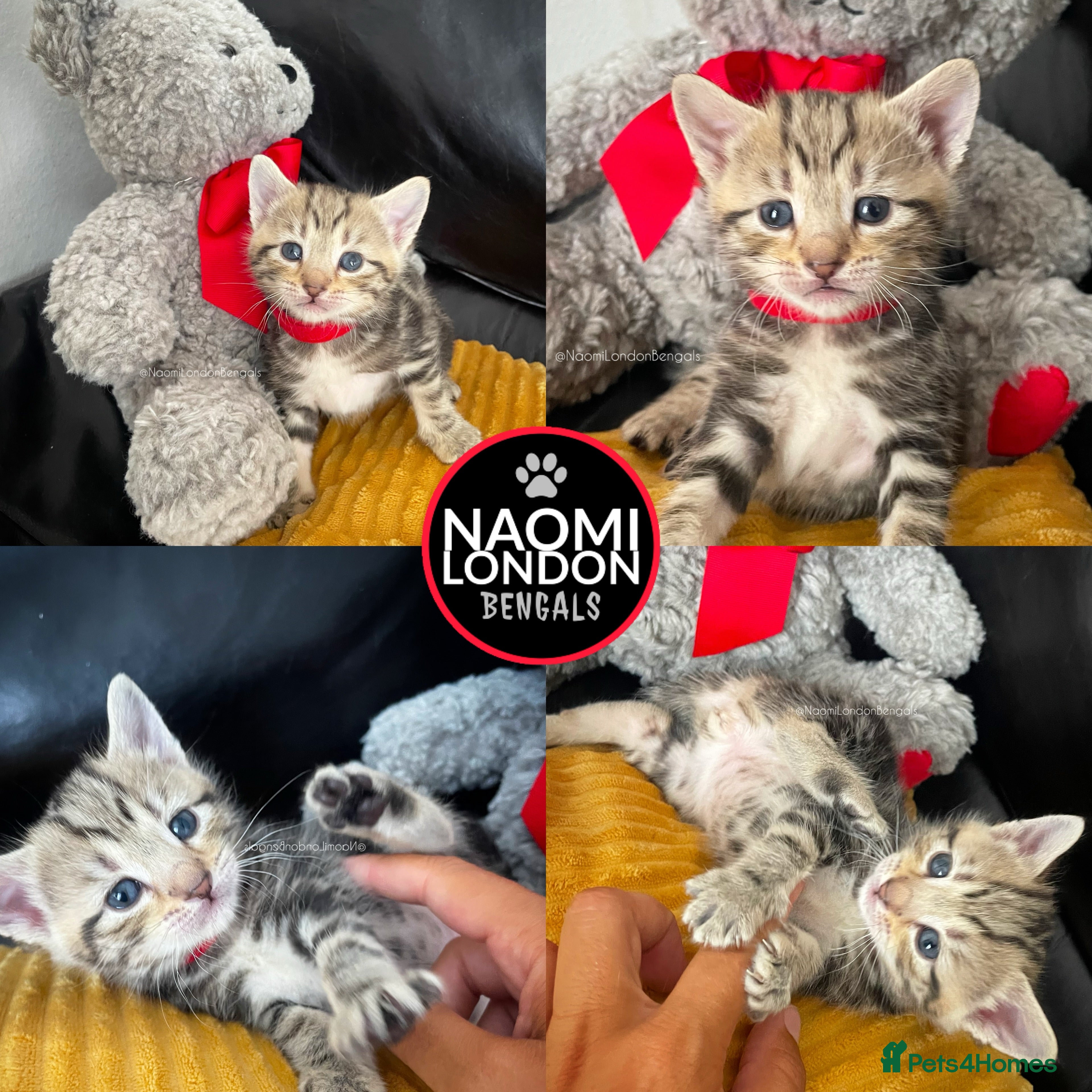 Bengal cats 🌈 BENGAL KITTENS 🌈 ⭐️⭐️⭐️⭐️⭐️ - Advert 2