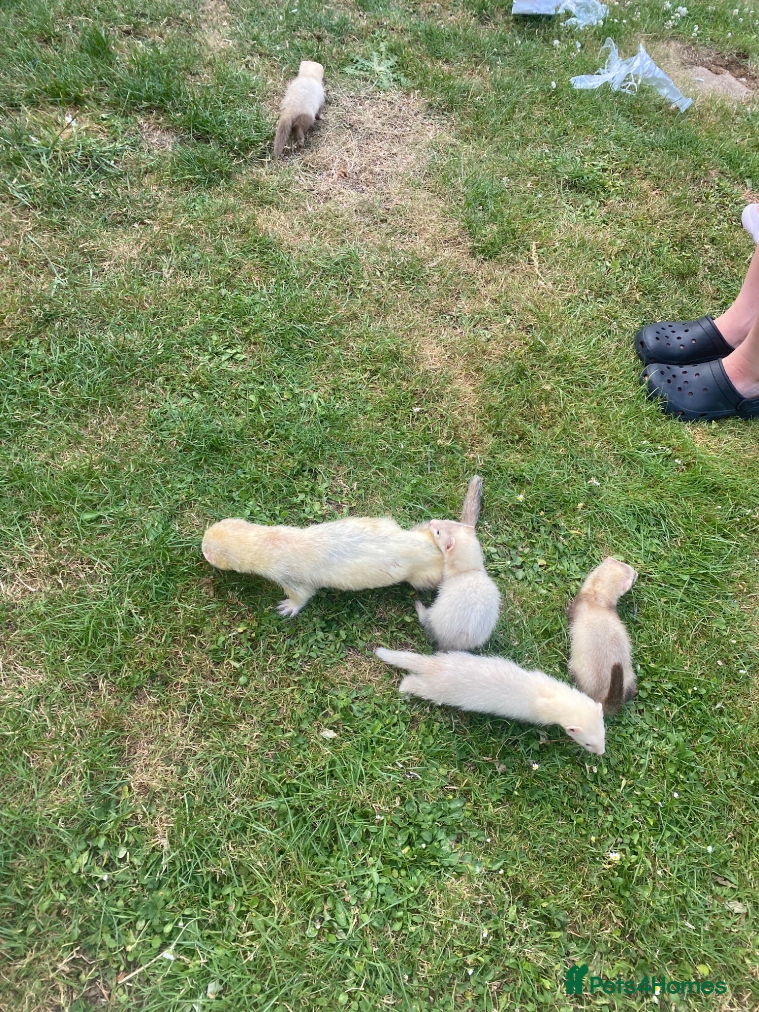 Ferret rodents Ferrets for sale  - Advert 2