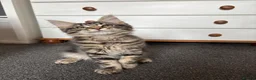 Maine Coon cats for sale: Maine Coons Kittens Ready to leave  in Salford - Advert 4