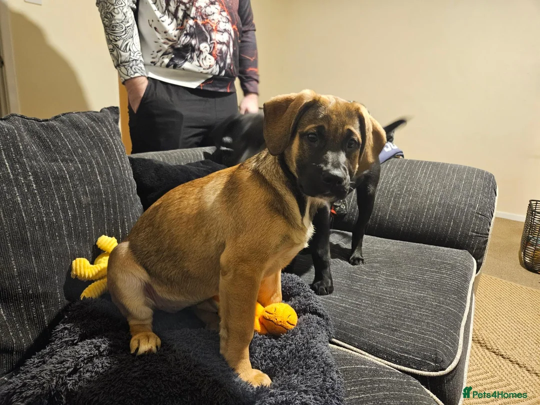 Mixed Breed dogs for sale: 11 month old female mixed breed  - Advert 11
