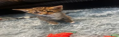Domestic Shorthair 2