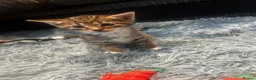 Domestic Shorthair cats for sale: Kittens for sale  - Advert 8