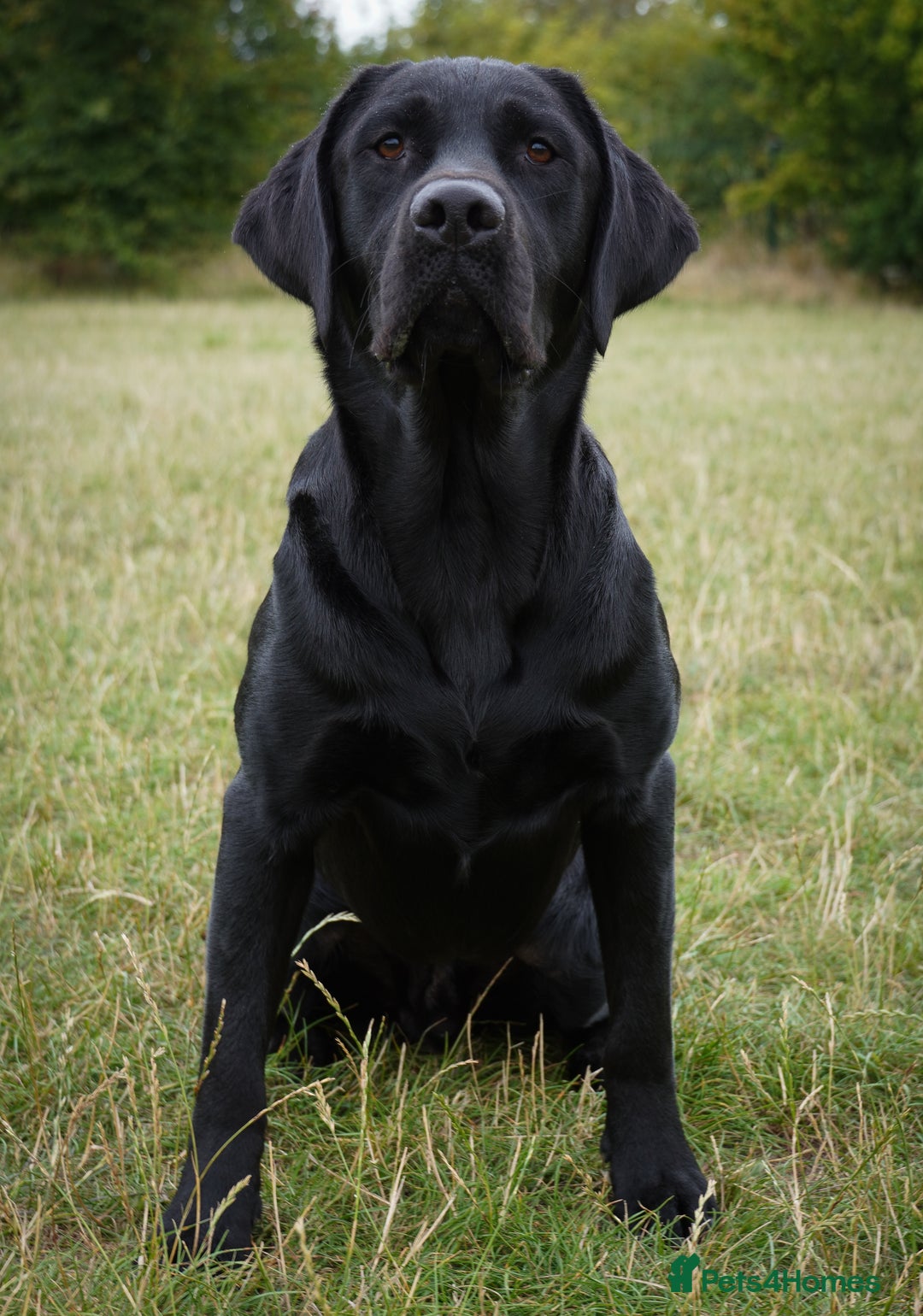 Labrador Retriever dogs for stud: Fully health tested, black carrying chocolate - Image 3