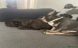 French Bulldog dogs for sale: A special pup - Image 2