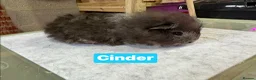 Guinea Pig rodents for sale: Single boars and baby guinea pigs - Advert 7
