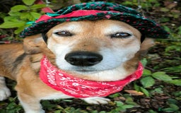 Mixed Breed dogs for adoption: 💖🐶 EVA 🐶💖 - Image 19