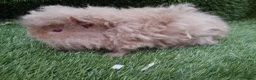 Guinea Pig rodents for sale: Alpaca Guinea Pigs - Advert 9