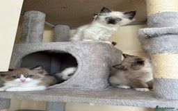 Ragdoll cats for sale: Ragdoll kittens boys 3 boys, one seal mink - Image 3