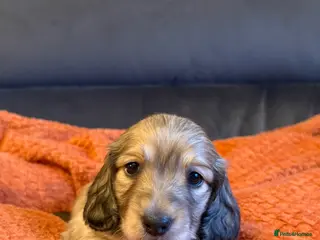 Miniature Dachshund dogs One long haired shaded cream mini boy left - Advert 11