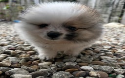 Pomeranian dogs for sale: 1 BOY 1 GIRL POMERANIAN PUPPIES AVAILABLE  - Image 21