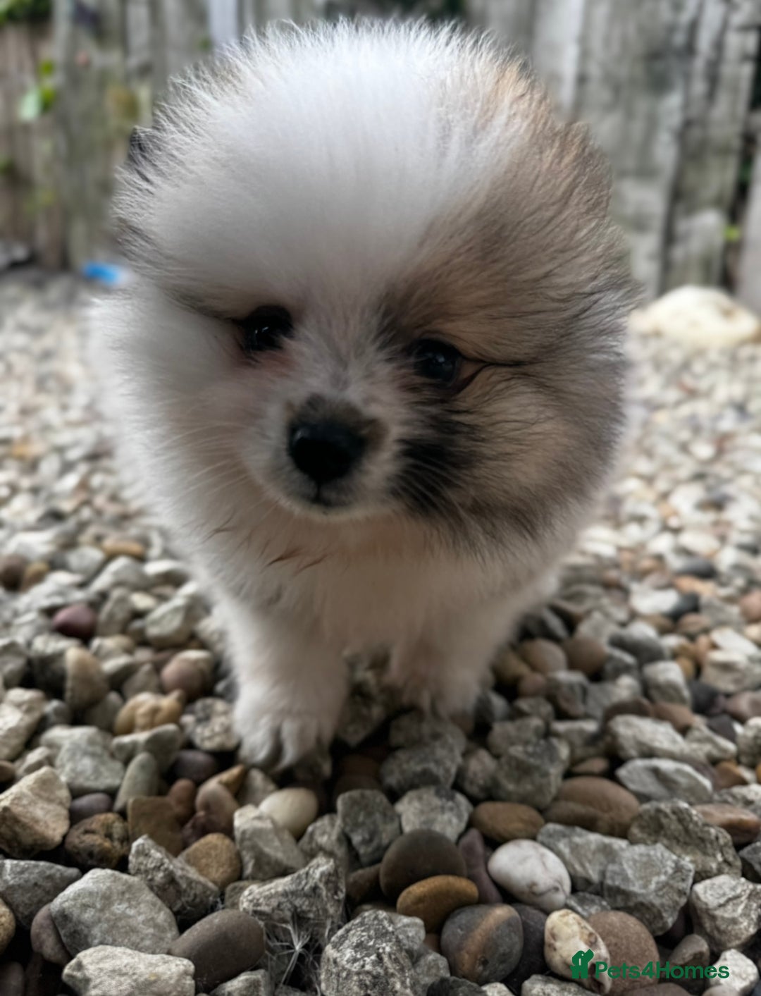 Pomeranian dogs for sale: 1 BOY 1 GIRL POMERANIAN PUPPIES AVAILABLE  - Image 21