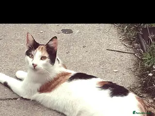 Mixed Breed cats Girl cat - Advert 1