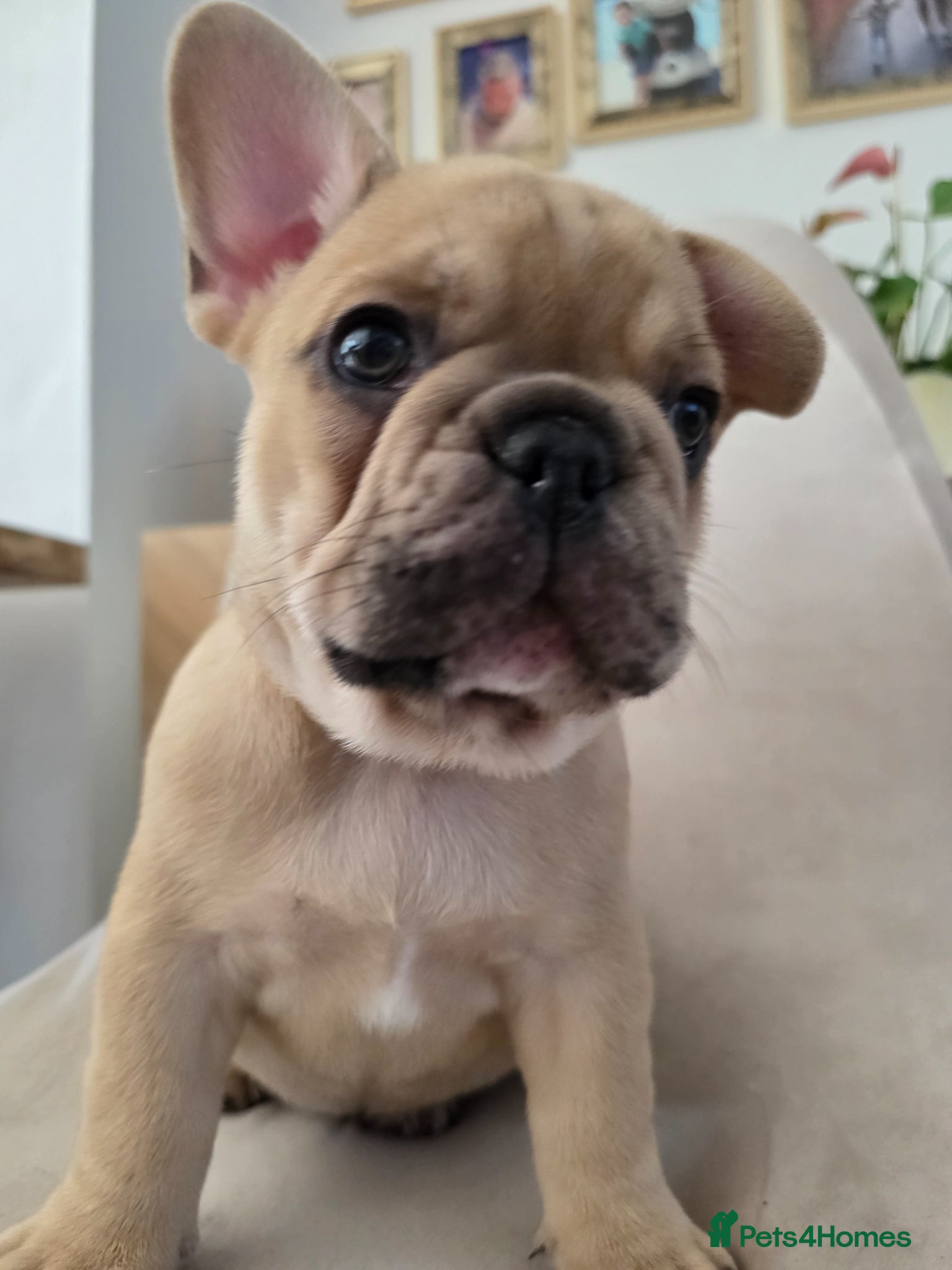 French Bulldog dogs for sale: 🐶 Puppies Ready for Their Forever Homes  - Advert 10