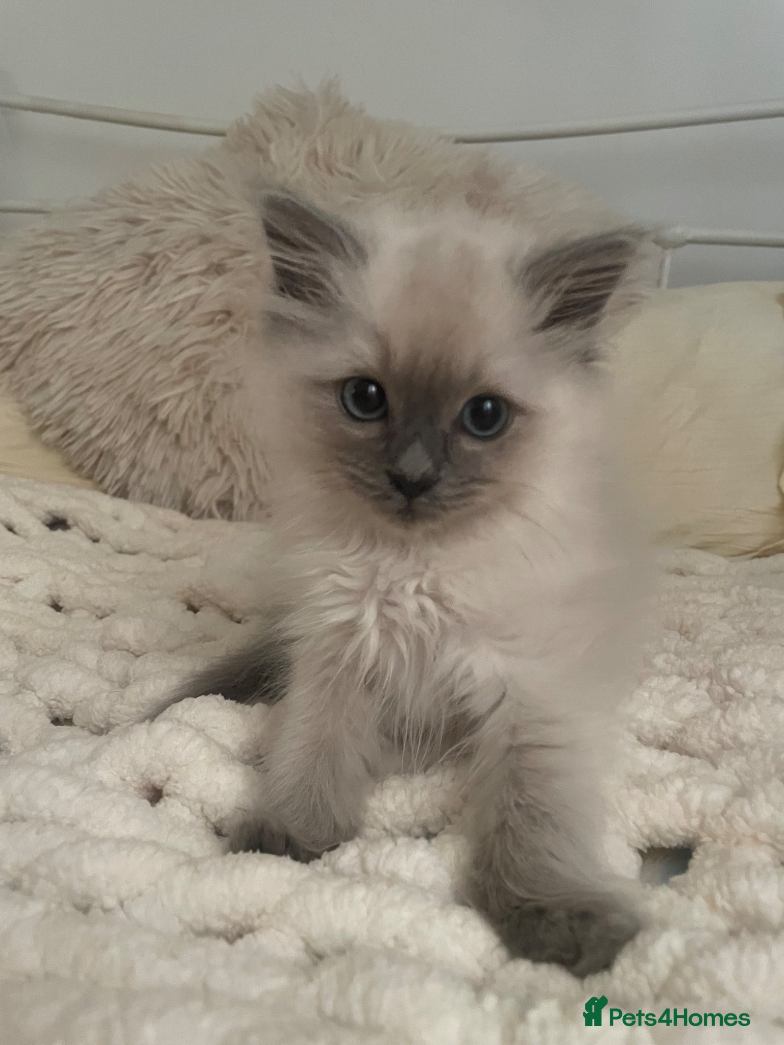 Ragdoll cats 💓One Beautiful Pedigree Female Ragdoll Left💓 - Advert 4
