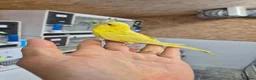 Budgerigars birds for sale: Free hen baby - Advert 3