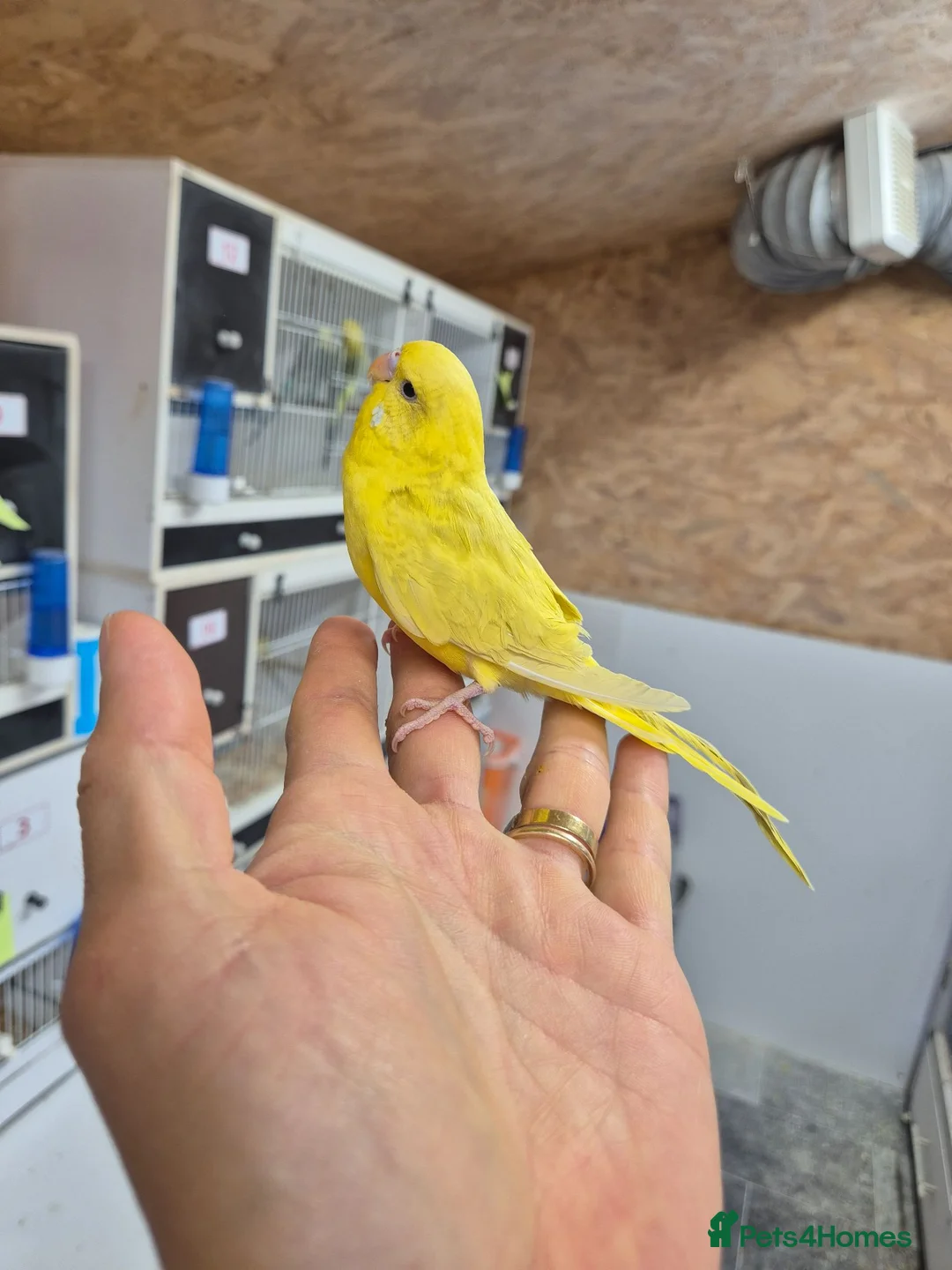 Budgerigars birds for sale: Free hen baby - Advert 3