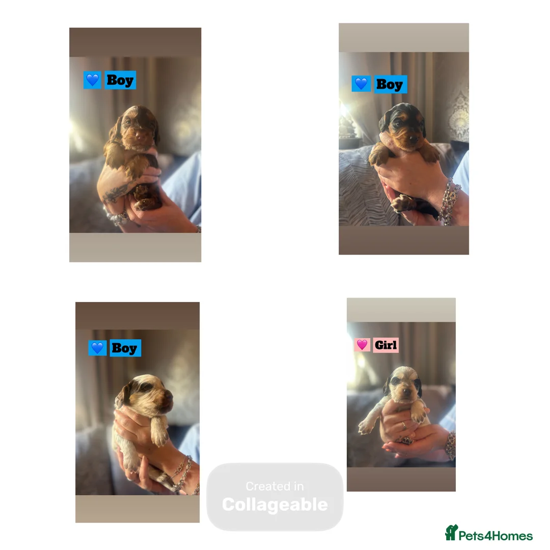 Cocker Spaniel dogs for sale: 4 beautiful cocker spaniel puppies  - Advert 2