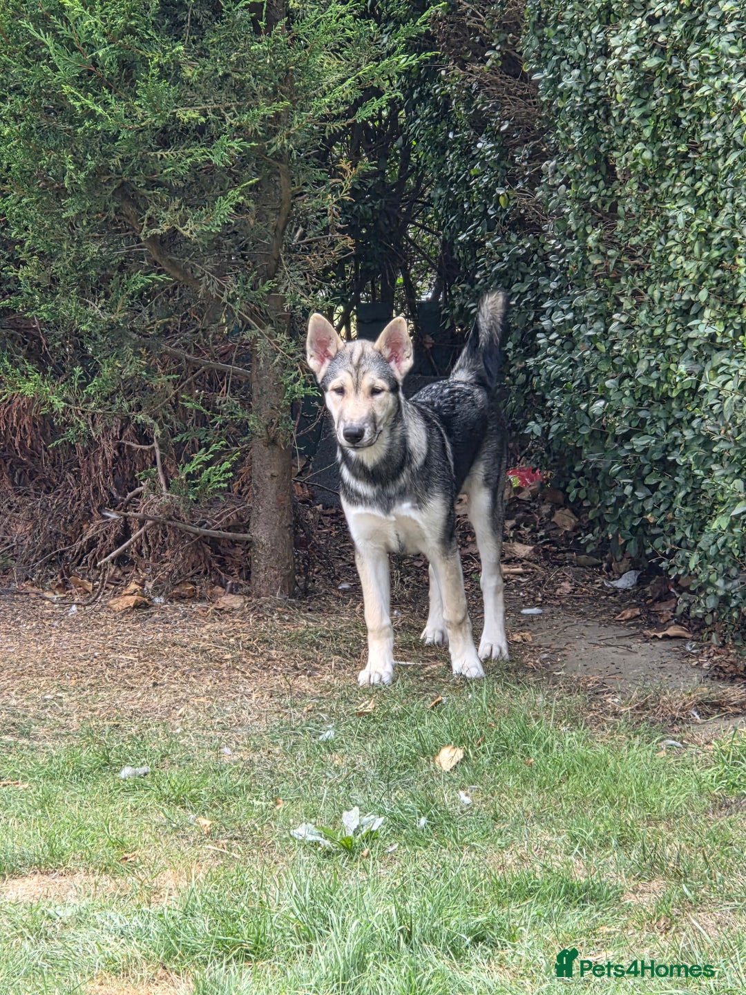 month old siberian husky cross male for sale in Halifax Pets4Homes