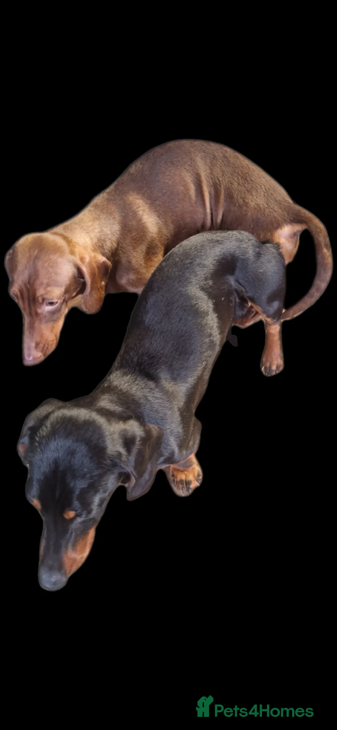 Miniature Dachshund dogs for stud: GLYNFELIN JACK MASTER FUNK miniature dachshund in Swansea - Advert 6