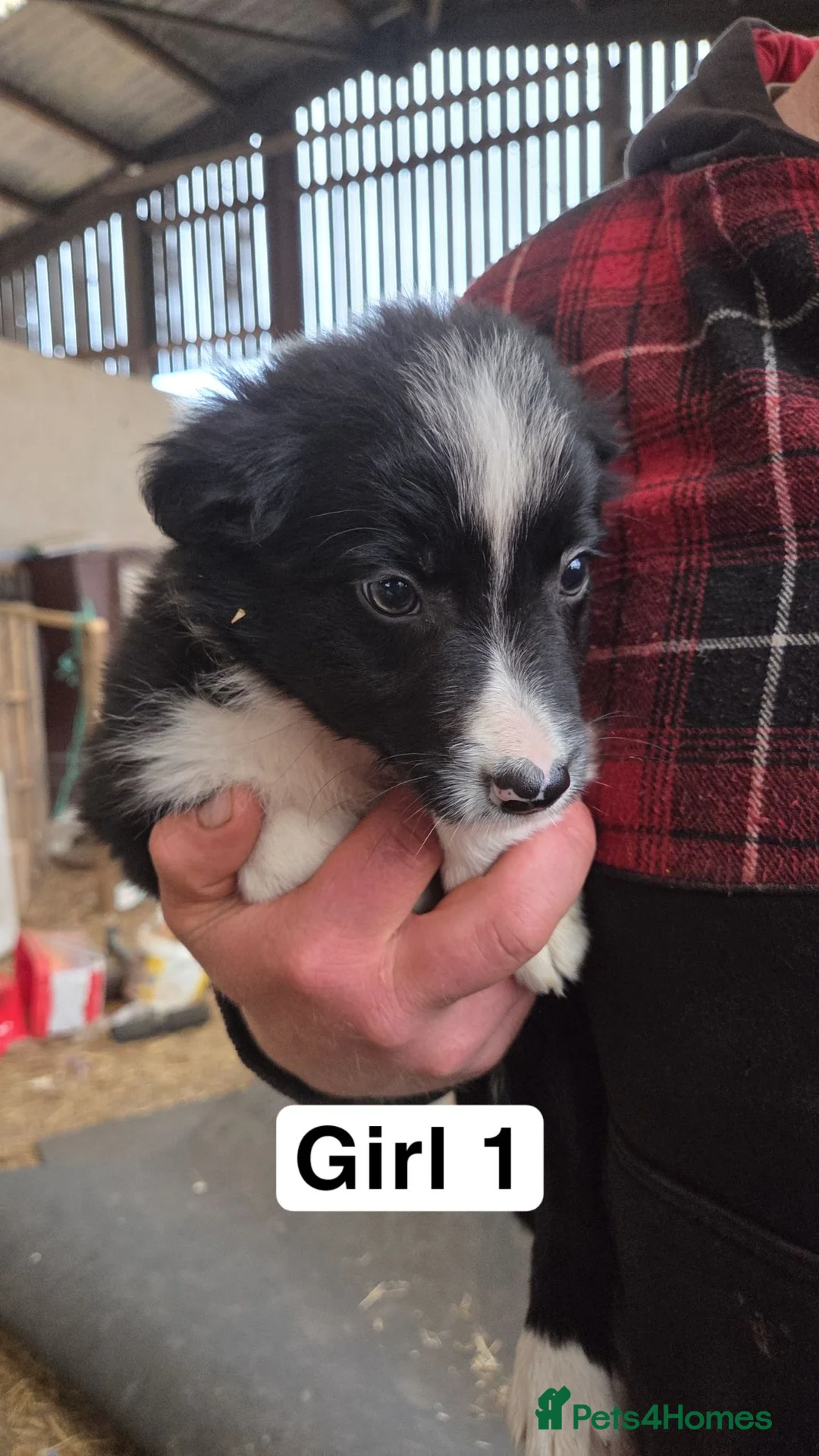 Border Collie dogs for sale: Collie Pups - Advert 2