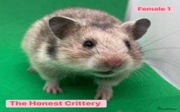 Hamster rodents for sale: Syrian Hamsters - Image 2