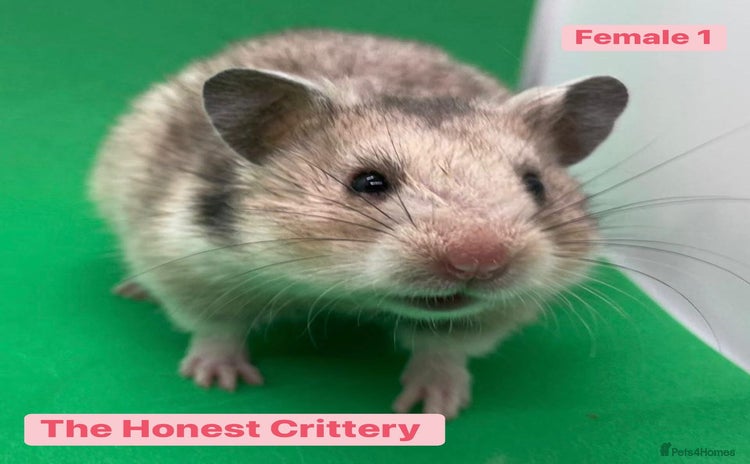 Hamster rodents - Advert 15