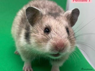 Hamster rodents - Advert 25