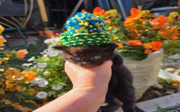 British Shorthair cats for sale: NICE BLACK KITTENS LOOKING FOR NEW HOME  - Image 5
