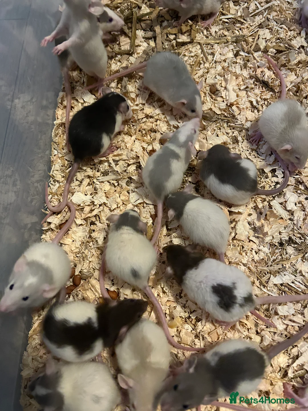 Rat rodents for sale: Baby dumbo rats male and female  - Advert 2