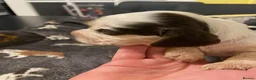 Cocker Spaniel dogs for sale: Stunning KC Choc. Roan Show Cocker Spaniel Pups - Advert 7