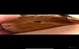 Guinea Pig rodents for sale: 2 female guinea pigs (RESERVED)  in Newport - Image 3